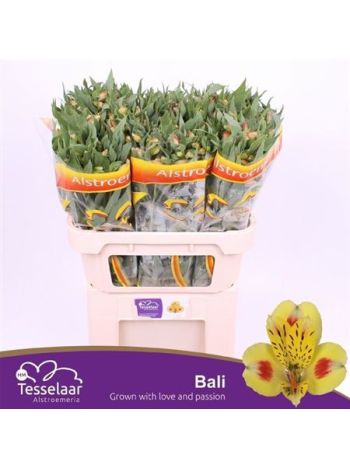 ALST BALI