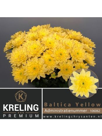 CHR T  S. BALTICA YELLOW