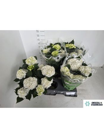 HYDR M 5+ WHITE