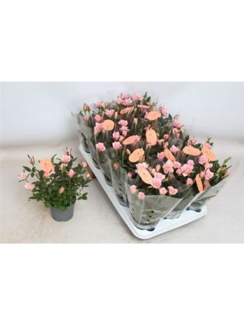 RO ROSAROMA PINK