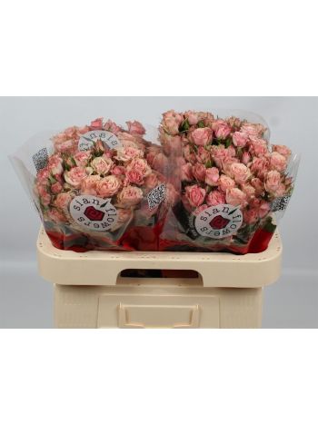 R TR LATOYA 60CM