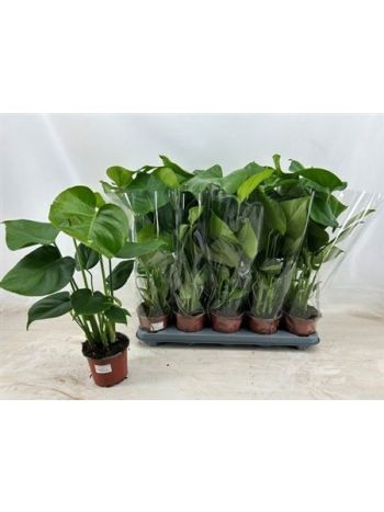 MONSTERA DELICIOSA