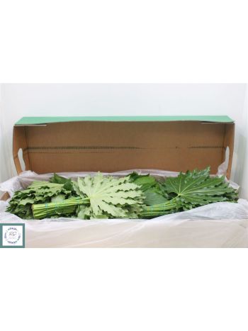 ZO ARALIA EXTRA *30
