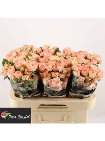 R TR FAIR FLOW 60CM