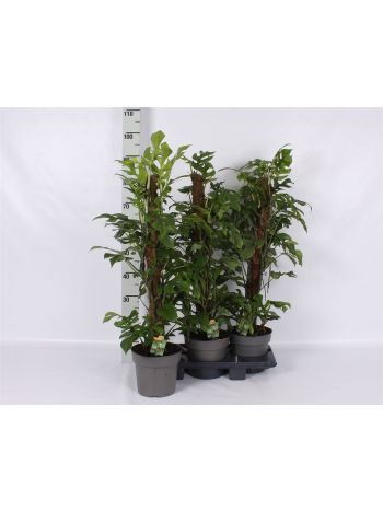 MONSTERA MINIMA MOSSTOK