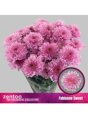 CHR T FABIENNE SWEET