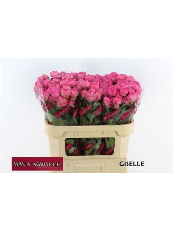 R TR GISELLE! 70CM