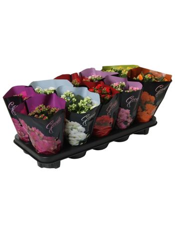 KAL ROSALIE GOODIE DELUXE
