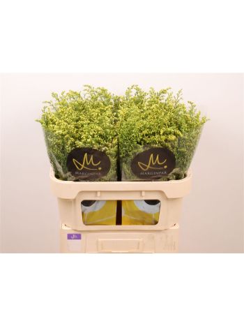 SOLI MOONLIGHT GLORY 70CM