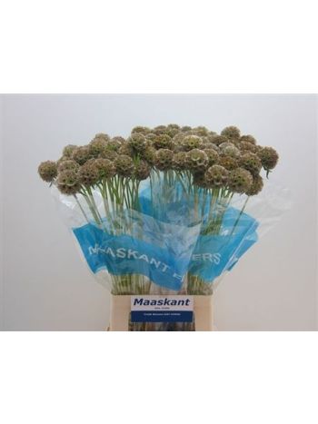 SCABIOSA STELLAT ZD