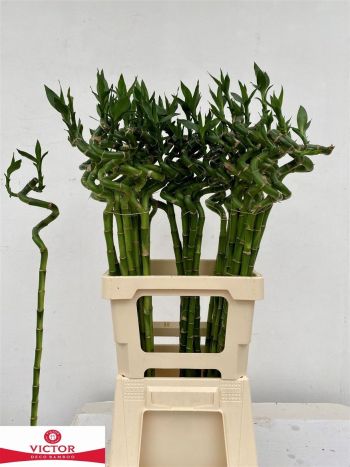 DRAC S LUCKY BAMBOO *50