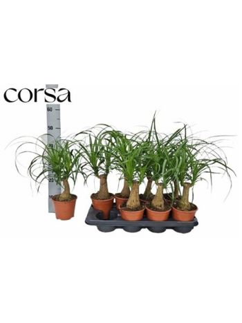 NOLINA (BEAUCARNEA)