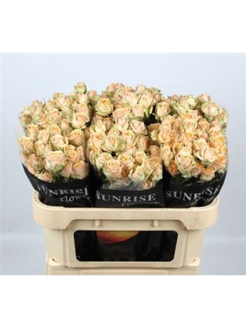 R TR TRINITY 70CM
