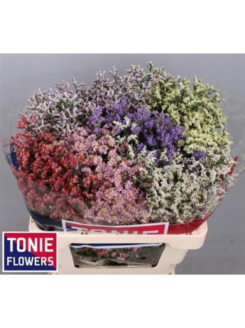 LIM SIN DIAMOND GEM 55CM