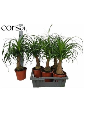 NOLINA (BEAUCARNEA)