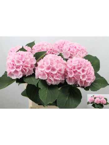 HYDR M VERENA 60CM