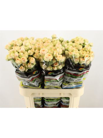 R TR HOLLY 80CM