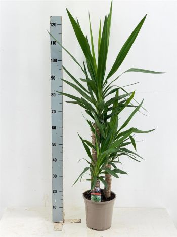YUCCA 3 TÖRZSES