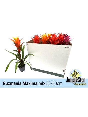 GUZM MAXIMA GEM