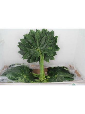 ZO ARALIA EXTRA