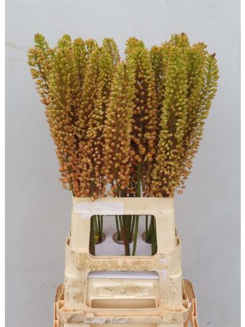 EREMURUS CLEOPATRA