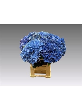 HYDR M ROYAL PARADE 60CM