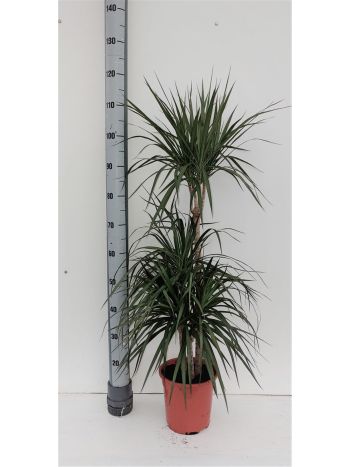 DRA MARGINATA 3 TÖRZSES