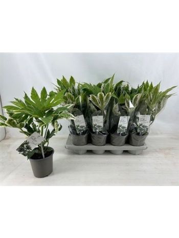 FATSIA VARIEGATA