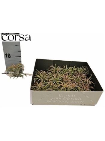 TILL AIRPLANT