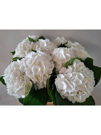HYDR M WHITE VERENA 60CM