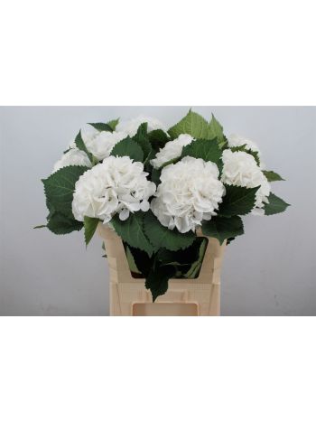 HYDR M SCHNEEBALL 80CM