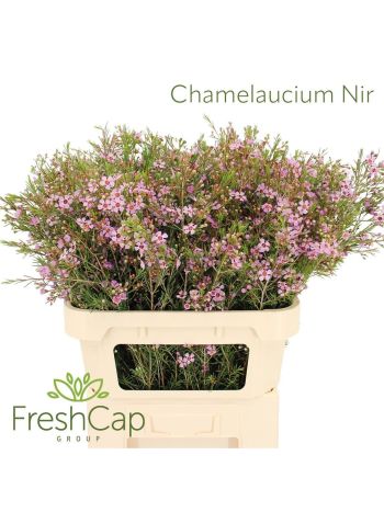 CHAME UN EARLY NIR 80CM