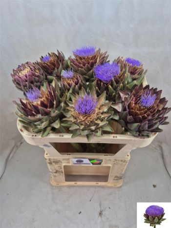 CYNARA SC GREEN GLOB