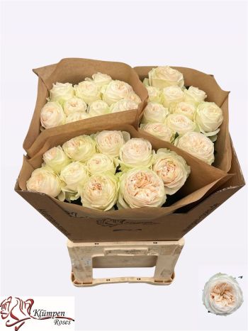 R GR ASHA ROSE 70CM