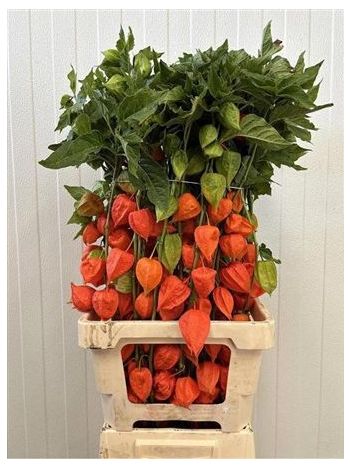 PHYSALIS LAMPION TAK