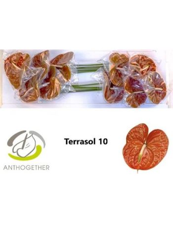 ANTH A TERRASOL *10