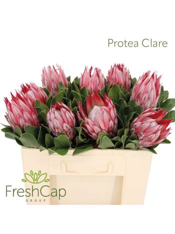 PROTEA CY CLARE