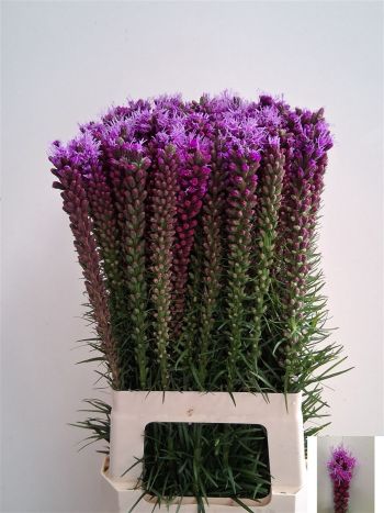 LIATRIS SPICATA