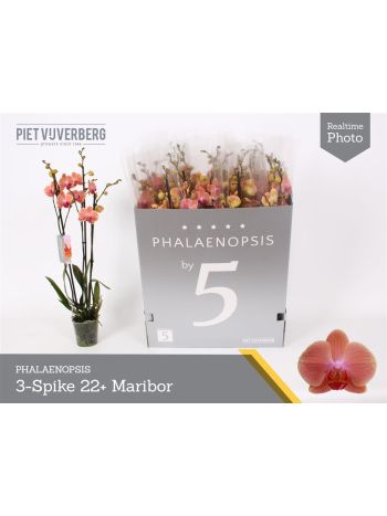 PHAL 3 ÁG ORANGE PIET DOBOZOS