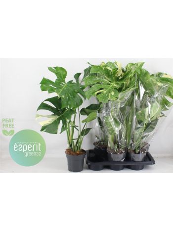 MONSTERA DEL THAI CO