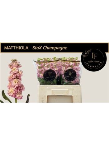 MATTH STOX CHAMPAGNE