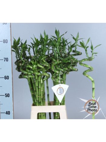DRAC S LUCKY BAMBOO *40