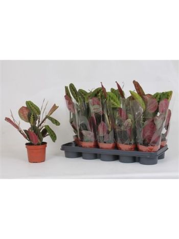 MARANTA FASCINATOR