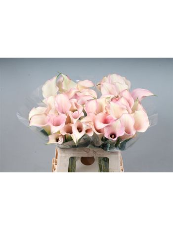 ZANT CAPT ROSETTE 60CM