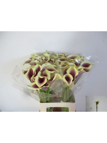 ZANT PICASSO 65CM