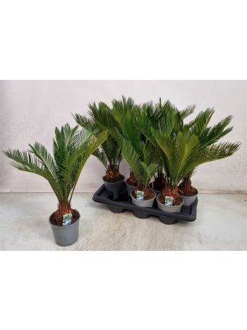 CYCAS REVOLUTA