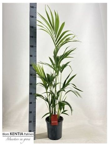 HOWEA FORSTERIANA