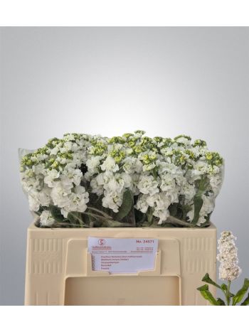 MATTH STOX WHITE