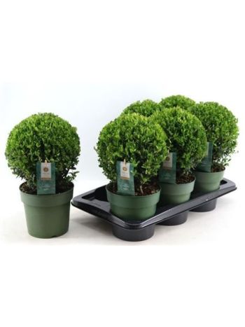 ILEX CRENATA GÖMB
