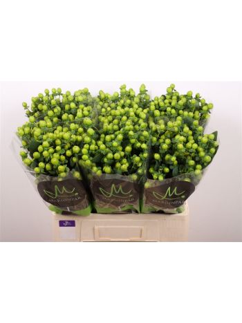 HYP SISU CHARM 60CM